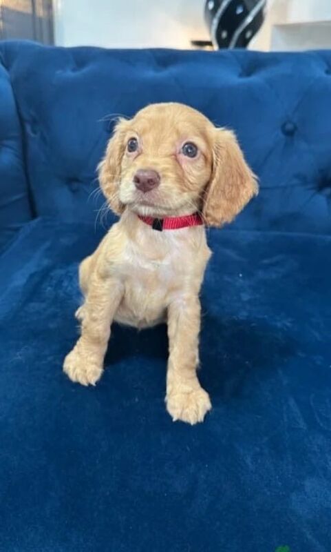 Cocker Spaniel puppies for sale in Randalstown, County Antrim – 10 weeks old - Image 3 of 3