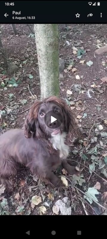 Cocker Spaniel puppies for sale in Garvagh, County Londonderry – 3 years old