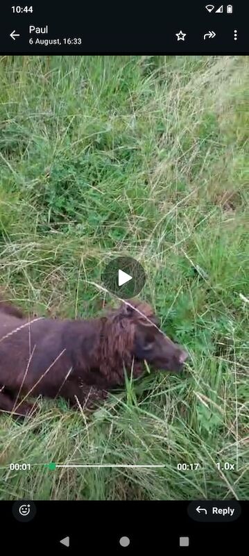 Cocker Spaniel puppies for sale in Garvagh, County Londonderry – 3 years old - Image 2 of 2