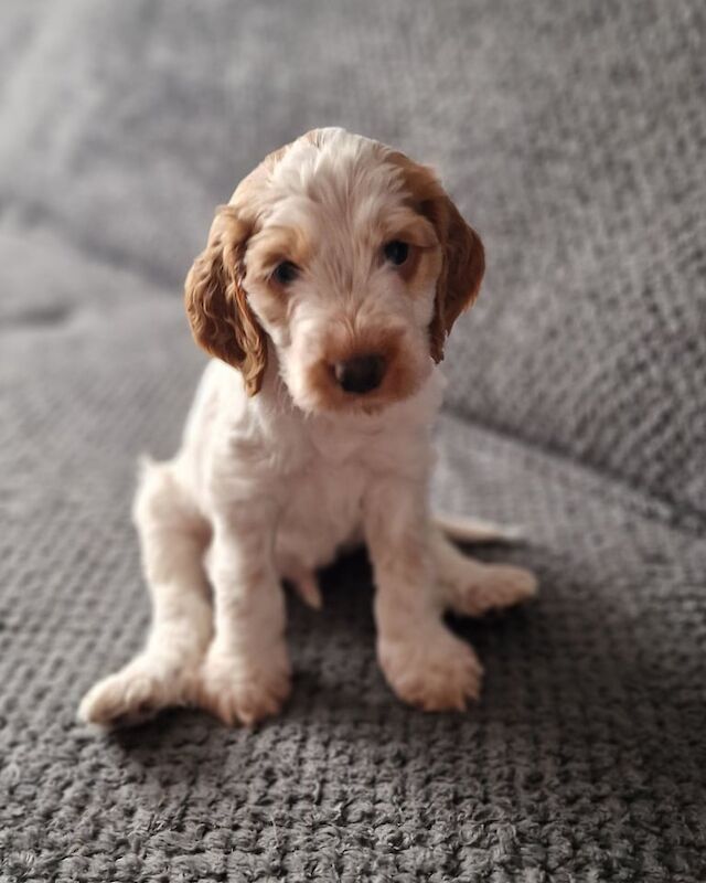 Cocker Spaniel puppies for sale in Scunthorpe, Lincolnshire – 6 weeks old