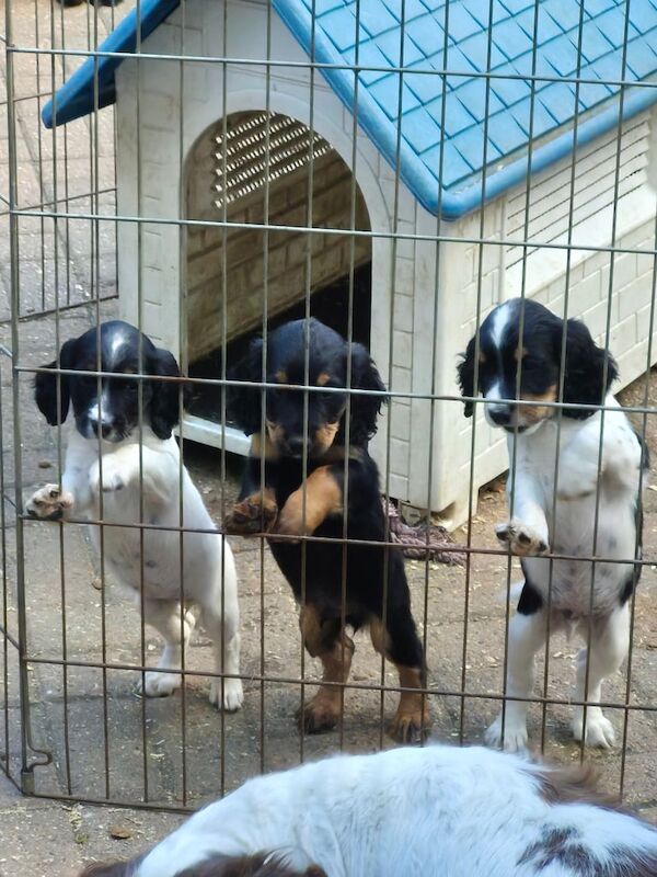 Cocker Spaniel puppies for sale in Maidstone, Kent – 11 weeks old