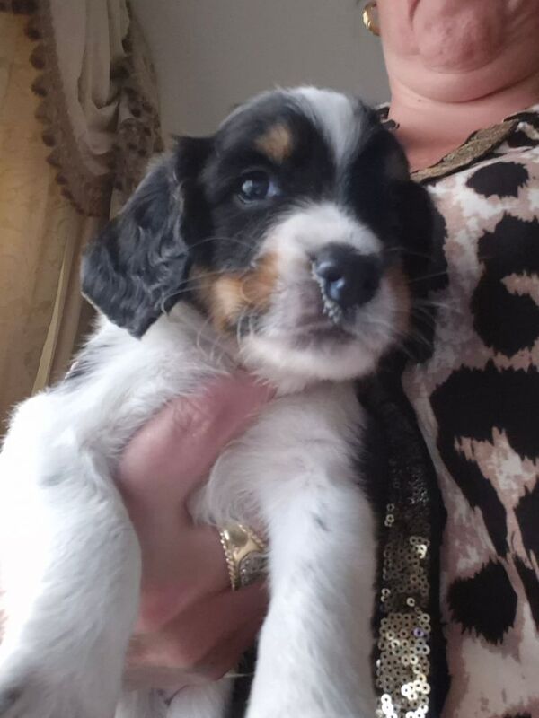 Cocker Spaniel puppies for sale in Maidstone, Kent – 12 weeks old - Image 2 of 3