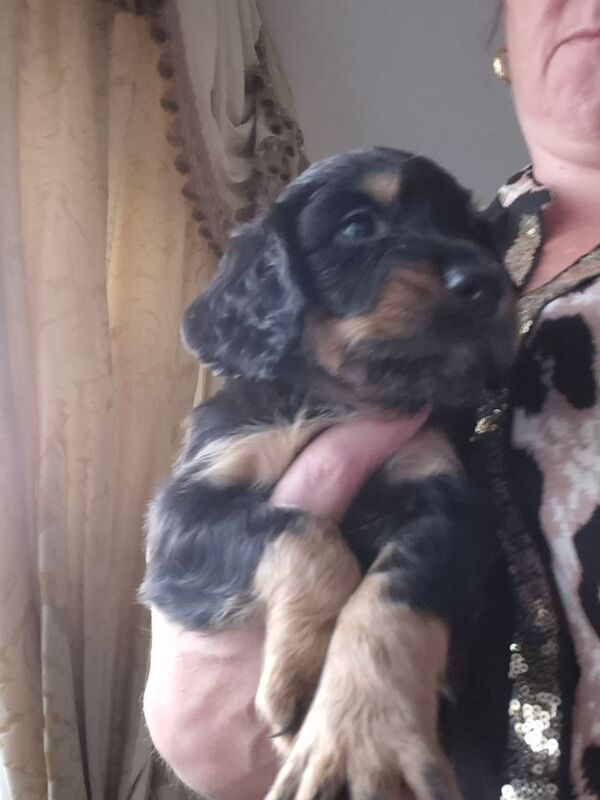 Cocker Spaniel puppies for sale in Maidstone, Kent – 12 weeks old - Image 3 of 3