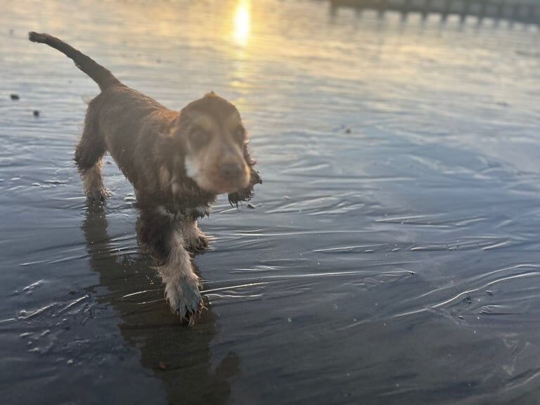 Cocker Spaniel puppies for sale in St Leonards-on-Sea, East Sussex – KC registered, 5 months old
