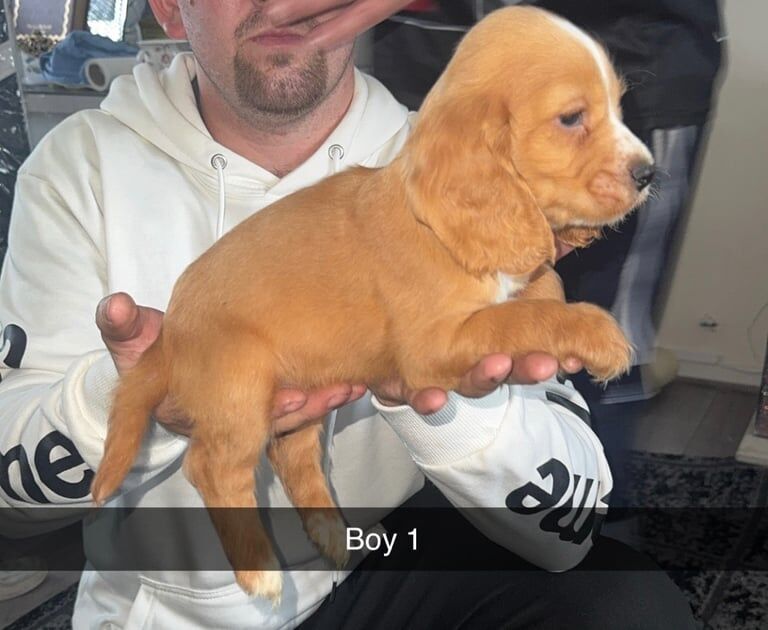 Cocker Spaniel puppies for sale in Gloucester, Gloucestershire – 8 weeks old - Image 2 of 3