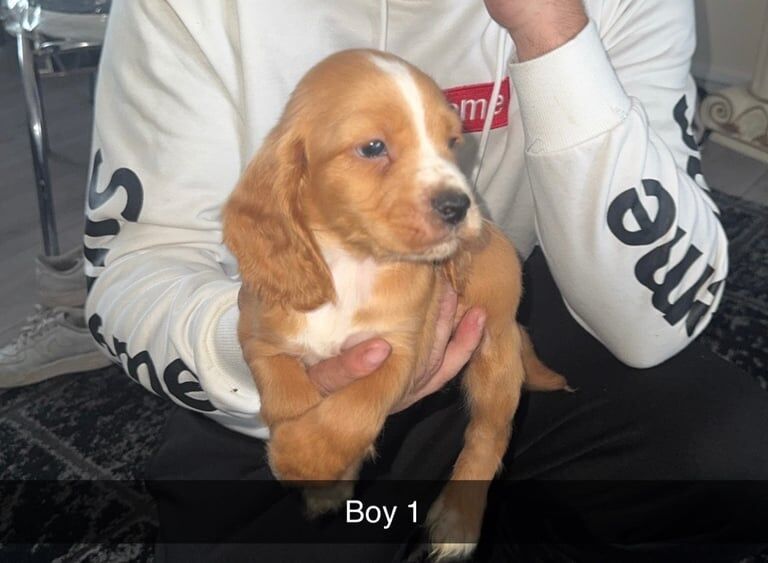 Cocker Spaniel puppies for sale in Gloucester, Gloucestershire – 8 weeks old - Image 3 of 3