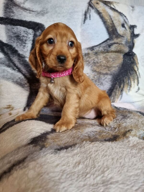 Cocker Spaniel puppies for sale in Finaghy, County Antrim – 9 weeks old