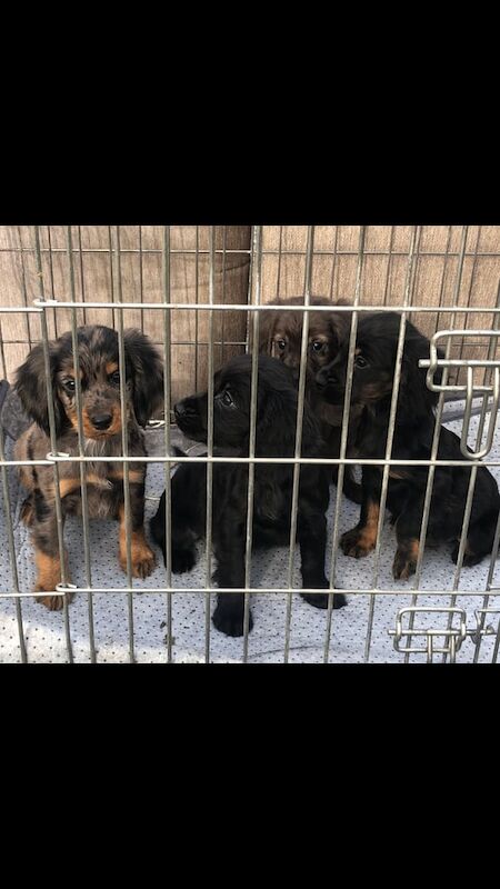 Cocker Spaniel puppies for sale in Wisbech, Cambridgeshire – 9 weeks old