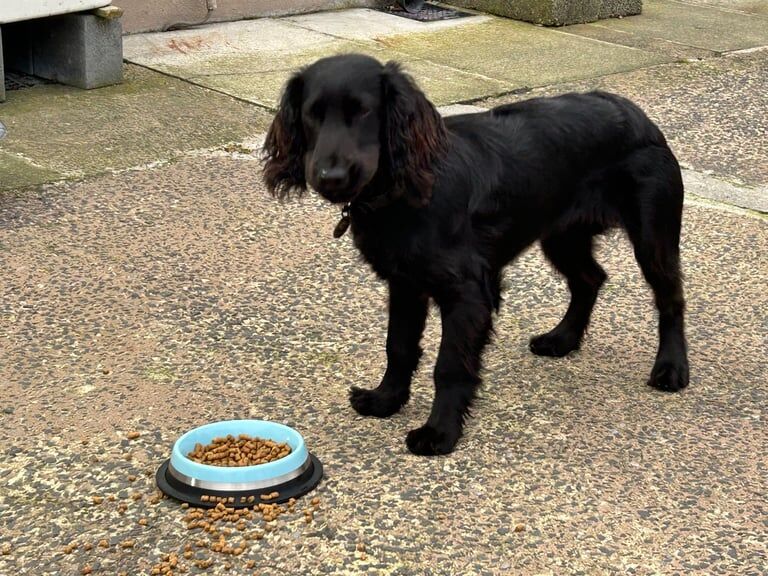 Cocker Spaniel puppies for sale in Castlewellan, County Down – 6 months old