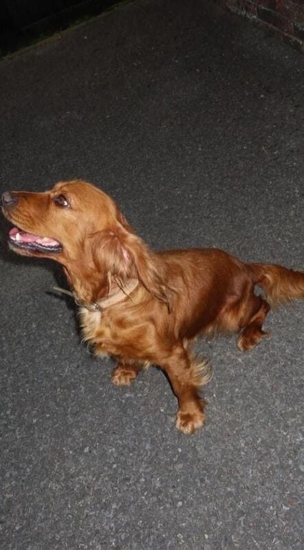 Cocker Spaniel puppies for sale in Banbridge, County Down – 3 years old