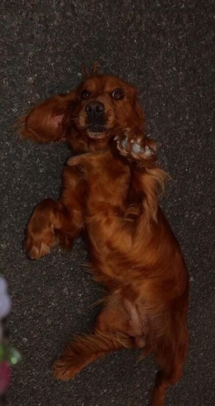 Cocker Spaniel puppies for sale in Banbridge, County Down – 3 years old - Image 2 of 3