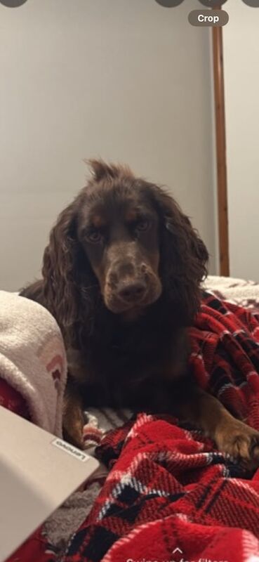 Cocker Spaniel puppies for sale in Cookstown, County Tyrone – 1 year old