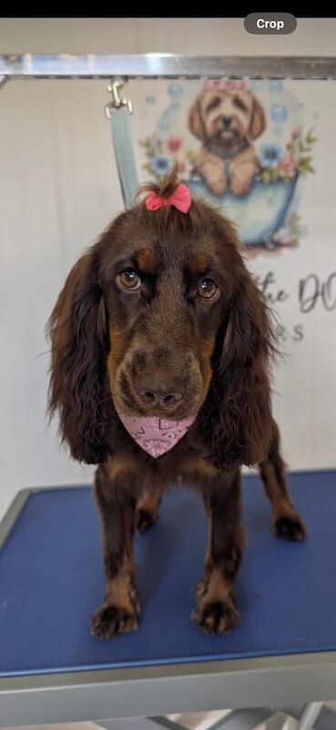 Cocker Spaniel puppies for sale in Cookstown, County Tyrone – 1 year old - Image 2 of 4