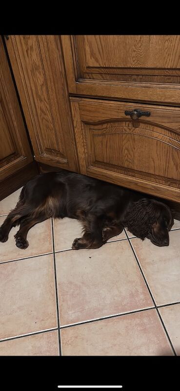 Cocker Spaniel puppies for sale in Cookstown, County Tyrone – 1 year old - Image 3 of 4