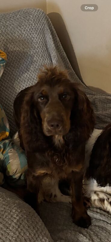 Cocker Spaniel puppies for sale in Cookstown, County Tyrone – 1 year old - Image 4 of 4