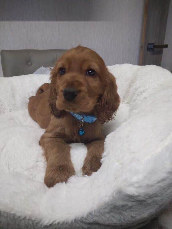Cocker Spaniel puppies for sale in Maghera, County Londonderry – 10 weeks old