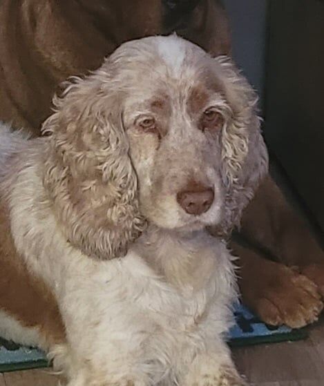 Cocker Spaniel puppies for sale in Fivemiletown, County Tyrone – 5 years old