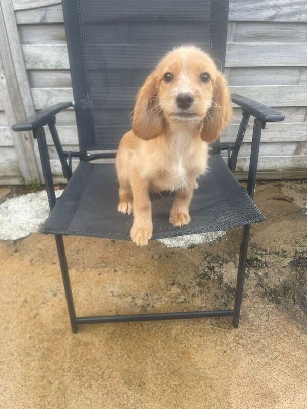 Cocker Spaniel puppies for sale in Craigavon, County Armagh – 4 months old