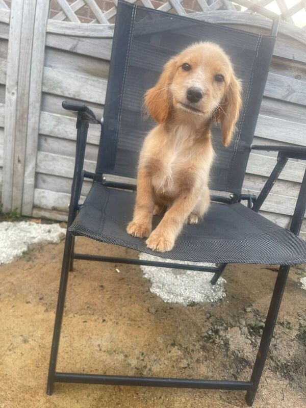 Cocker Spaniel puppies for sale in Craigavon, County Armagh – 4 months old - Image 2 of 3