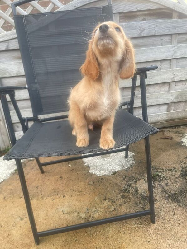 Cocker Spaniel puppies for sale in Craigavon, County Armagh – 4 months old - Image 3 of 3