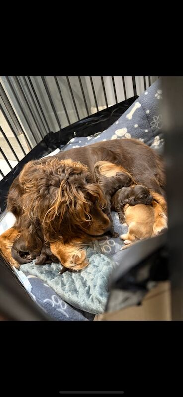 Cocker Spaniel puppies for sale in Sittingbourne, Kent – 4 weeks old