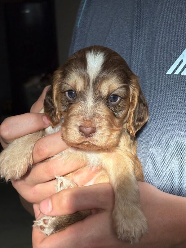 Cocker spaniel - Image 2 of 4