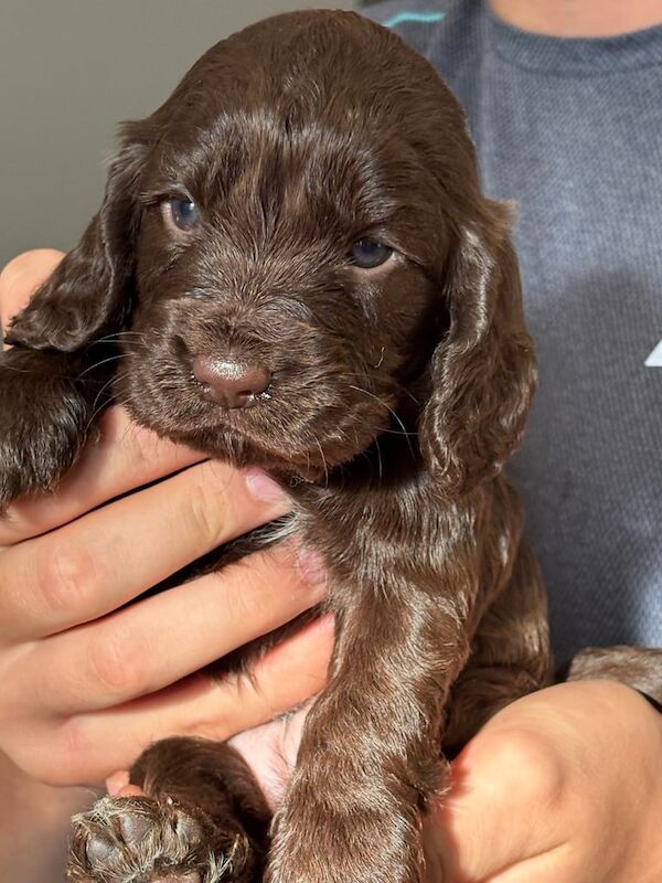 Cocker spaniel - Image 3 of 4