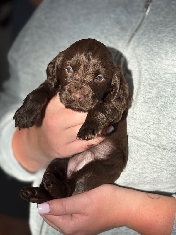 Cocker spaniel - Image 4 of 4