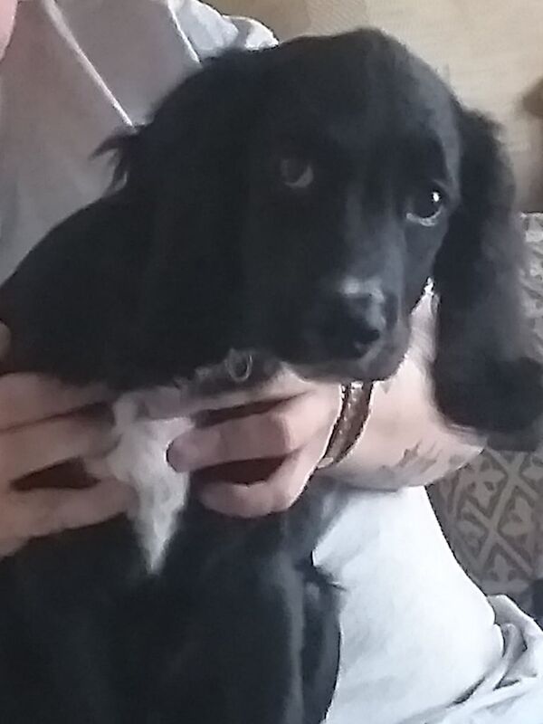 Cocker Spaniel puppies for sale in Queensbury, West Yorkshire – 1 year old