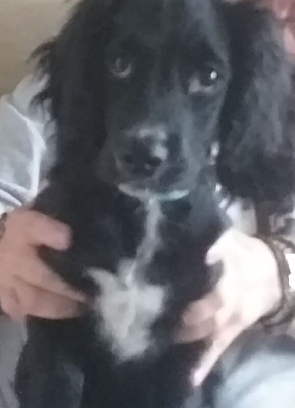 Cocker Spaniel puppies for sale in Queensbury, West Yorkshire – 10 weeks old