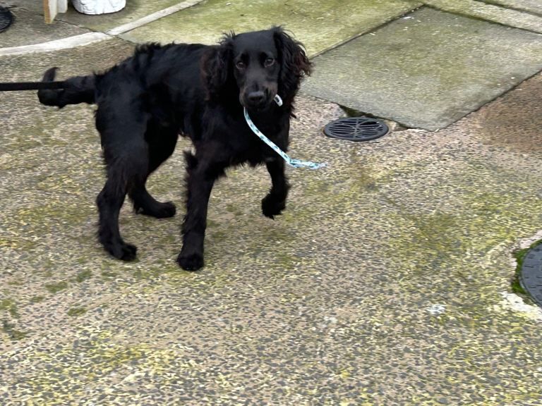 Cocker Spaniel puppies for sale in Castlewellan, County Down – 7 months old
