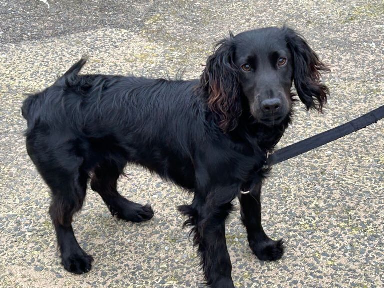 Cocker spaniel - Image 2 of 4