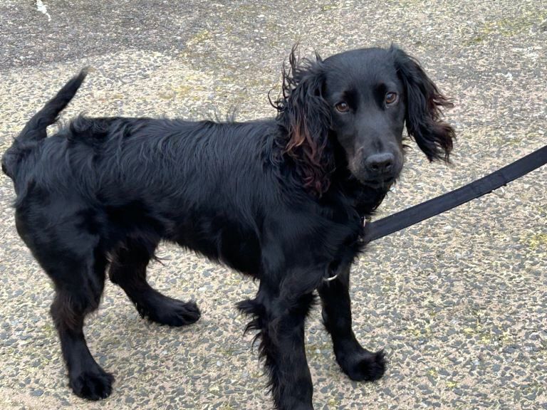 Cocker spaniel - Image 3 of 4