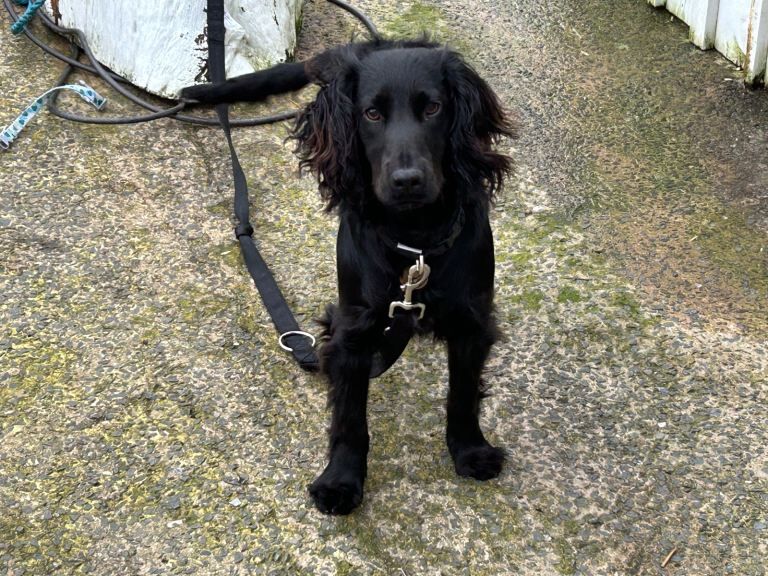 Cocker spaniel - Image 4 of 4