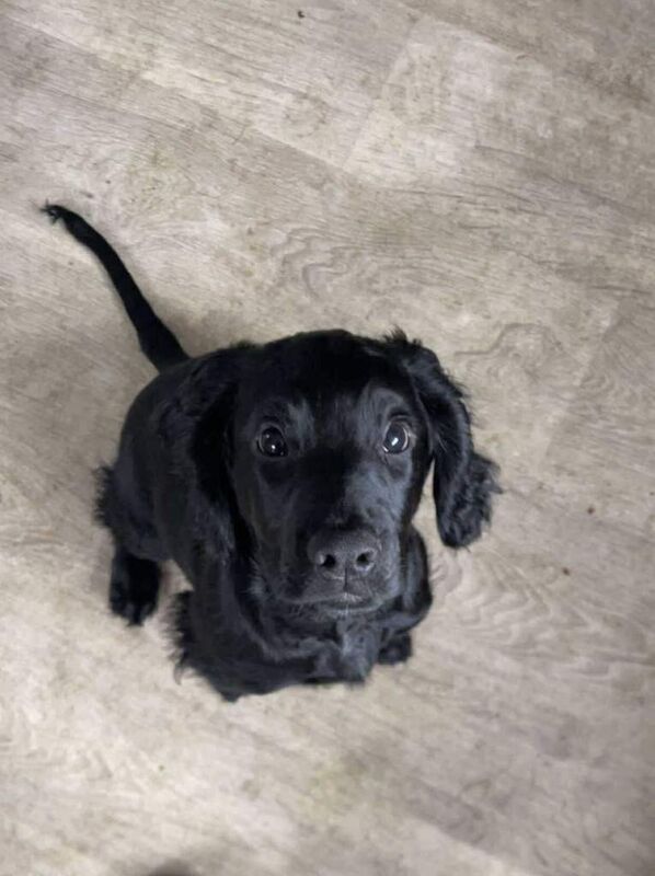 Cocker Spaniel puppies for sale in Mansfield Woodhouse, Nottinghamshire – 3 months old
