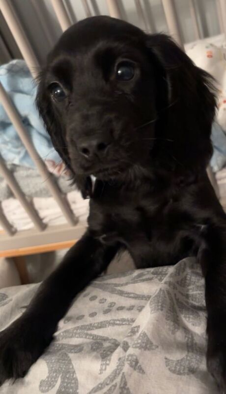 Cocker spaniel - Image 2 of 2