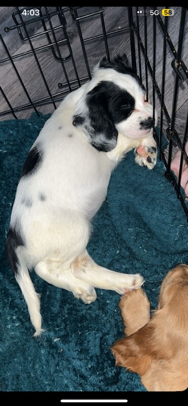 Cocker Spaniel puppies for sale in Dunamanagh, County Tyrone – 9 weeks old