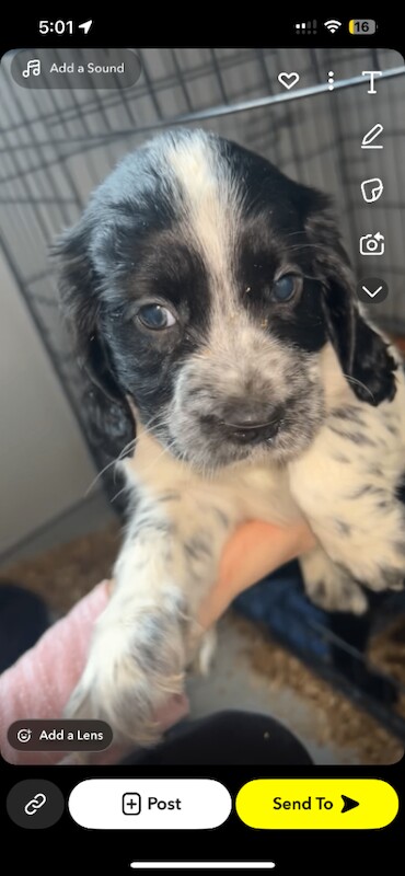 Cocker Spaniel - Image 2 of 3