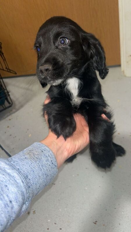 Cocker Spaniel - Image 3 of 3