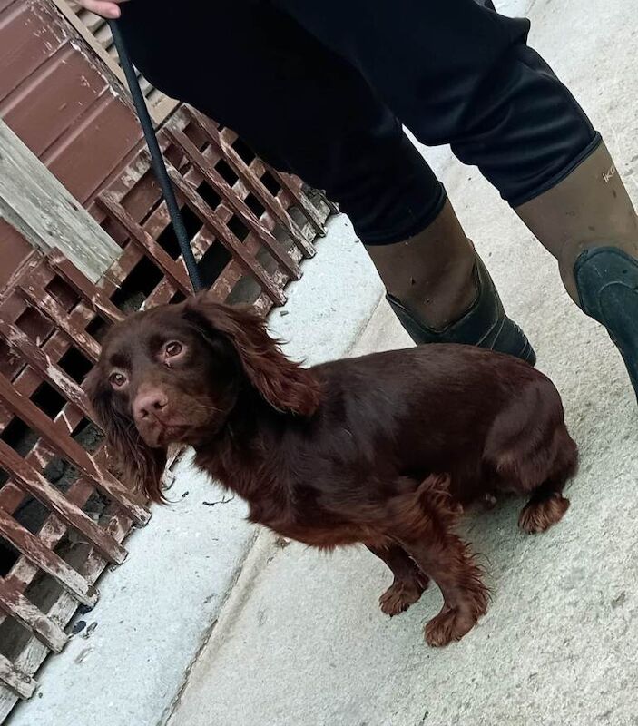 Cocker Spaniel puppies for sale in Downpatrick, County Down – 3 years old