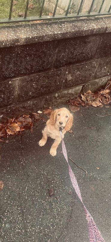 Cocker Spaniel puppies for sale in Stoke-on-Trent, Staffordshire – 3 months old