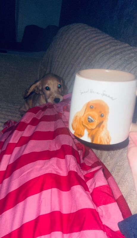 Cocker Spaniel puppies for sale in Stoke-on-Trent, Staffordshire – 3 months old - Image 2 of 4