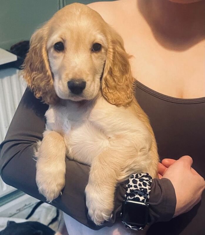 Cocker Spaniel puppies for sale in Stoke-on-Trent, Staffordshire – 3 months old - Image 3 of 4