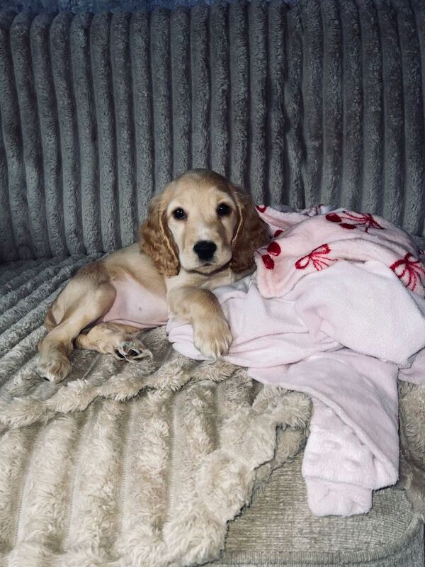 Cocker Spaniel puppies for sale in Stoke-on-Trent, Staffordshire – 3 months old - Image 4 of 4