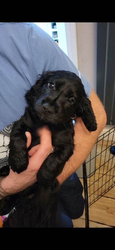 Cocker Spaniel puppies for sale in Runcorn, Cheshire – KC registered, 11 weeks old - Image 3 of 4