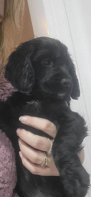 Cocker Spaniel puppies for sale in Runcorn, Cheshire – KC registered, 11 weeks old - Image 4 of 4