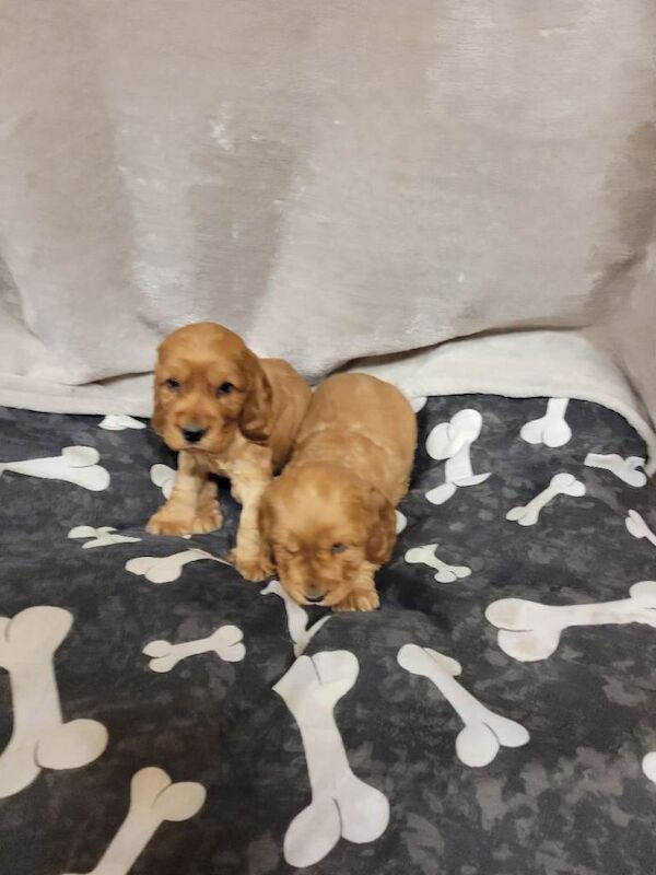 Cocker Spaniel puppies for sale in East End, East Riding of Yorkshire – 8 weeks old - Image 2 of 6