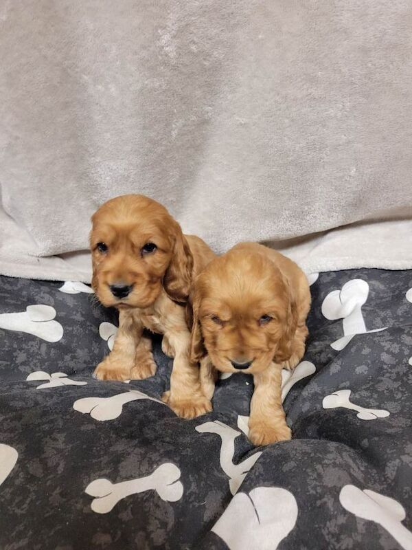 Cocker Spaniel puppies for sale in East End, East Riding of Yorkshire – 8 weeks old - Image 3 of 6