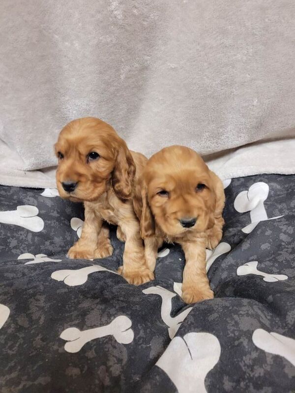 Cocker Spaniel puppies for sale in East End, East Riding of Yorkshire – 8 weeks old - Image 4 of 6