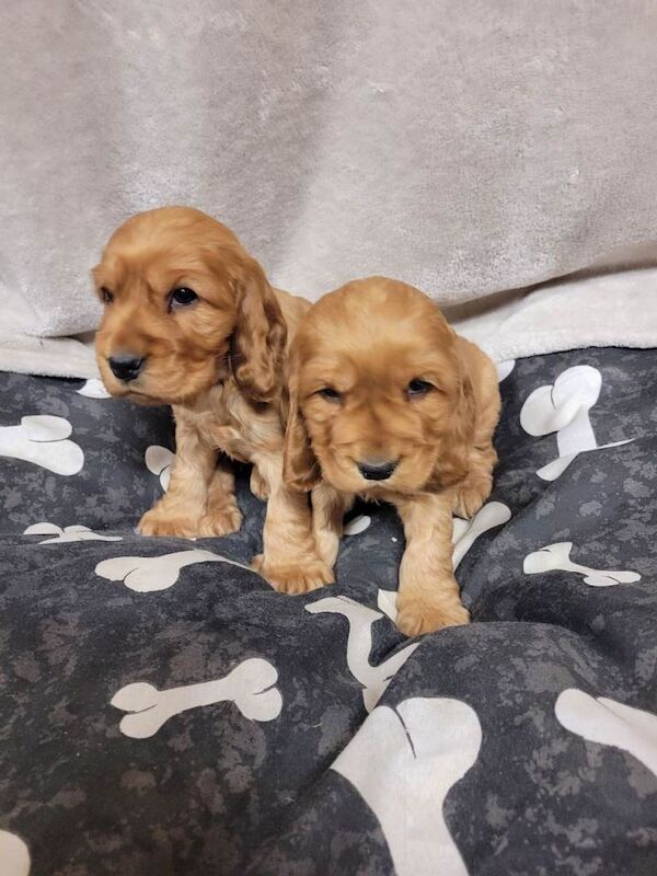 Cocker Spaniel puppies for sale in East End, East Riding of Yorkshire – 8 weeks old - Image 5 of 6